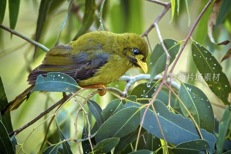 铃鸟(Manorina melanophrys)